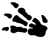Fossil